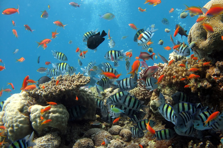 IUCN Medmis Mobil Uygulama Geliştirme